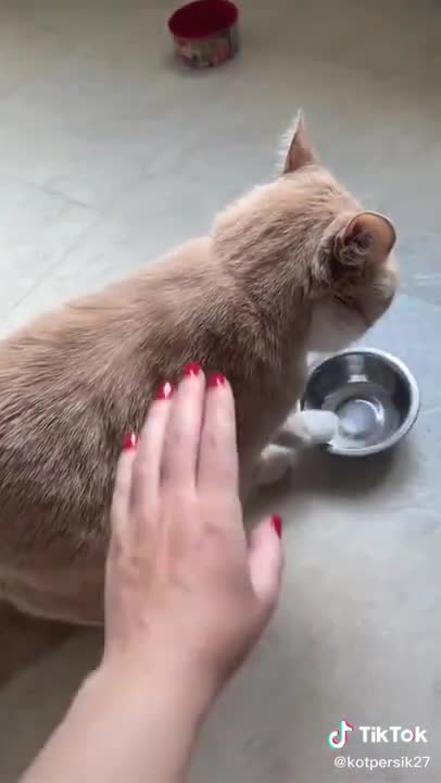 Human, My Bowl Is Empty, Cat Need Food