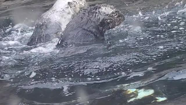 Otters Playing in Water