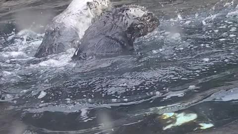 Otters Playing in Water