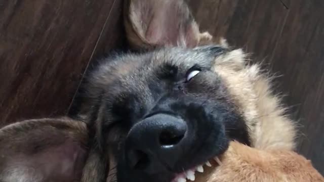 Pup Gets Confused When She Removes The Paw From His Mouth