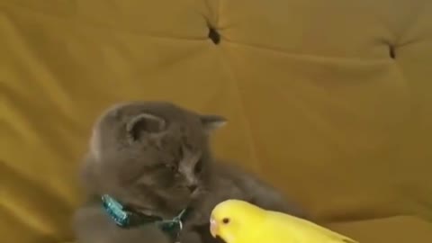 Cute cat have a fear of a bird