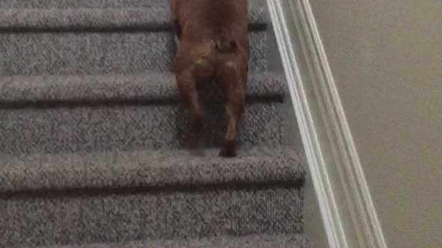 Brown dog is told to come he crawls backwards to owner then goes up stairs