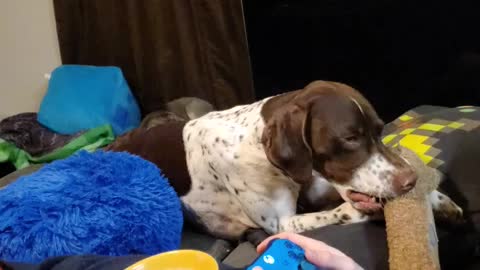 German short haired pointer