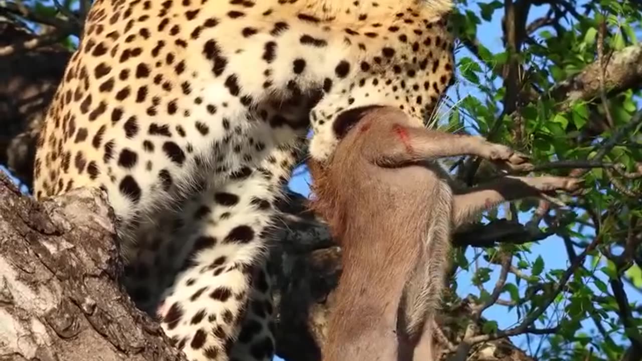 Leopard takes a live warthog to a tree to escape from Hyenas