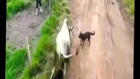 Dog and cow fight