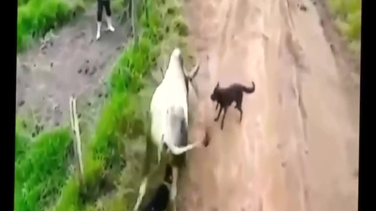 Dog and cow fight