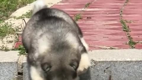 Cute baby animals Videos Compilation cutest moment of the animals - Cutest Puppies