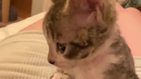 cute little cat
