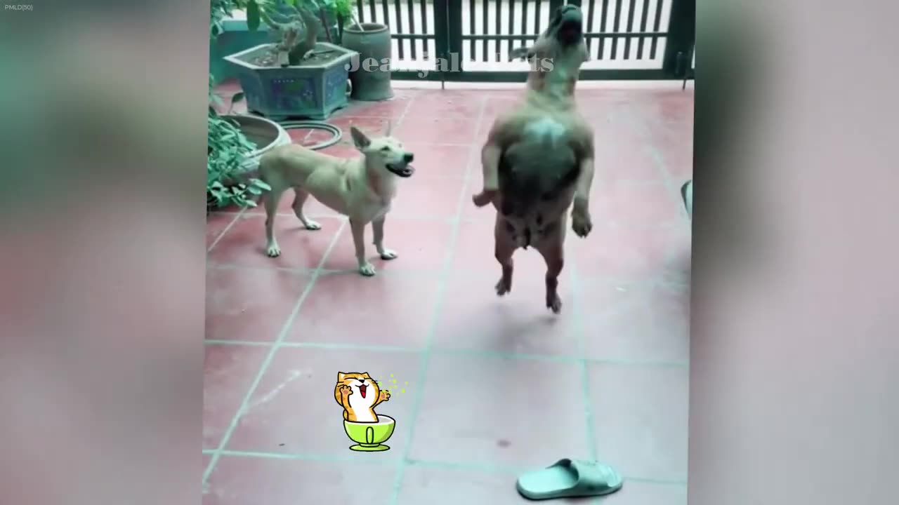 Try Not To Laugh Dogs And Cats Best Funny Video Compilation