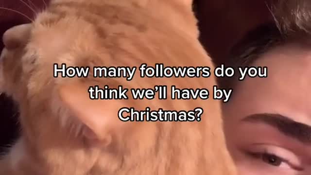Cute and Funny Cat Videos Compilation - PART 41