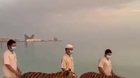 Three Wild Tigers are Enjoy Walking at See Beach with His Owner | #trendy