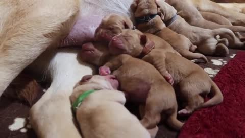 Mama Dog Adorably Puts Her Puppies In Owner's Bed