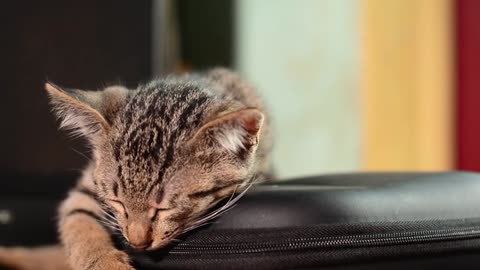 Sleeping lovely cat