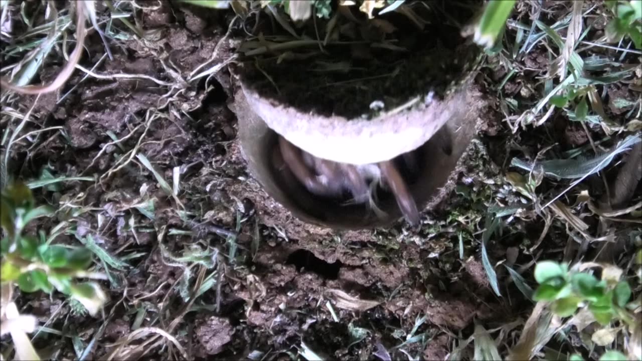 Trapdoor Spider Colony After Winter