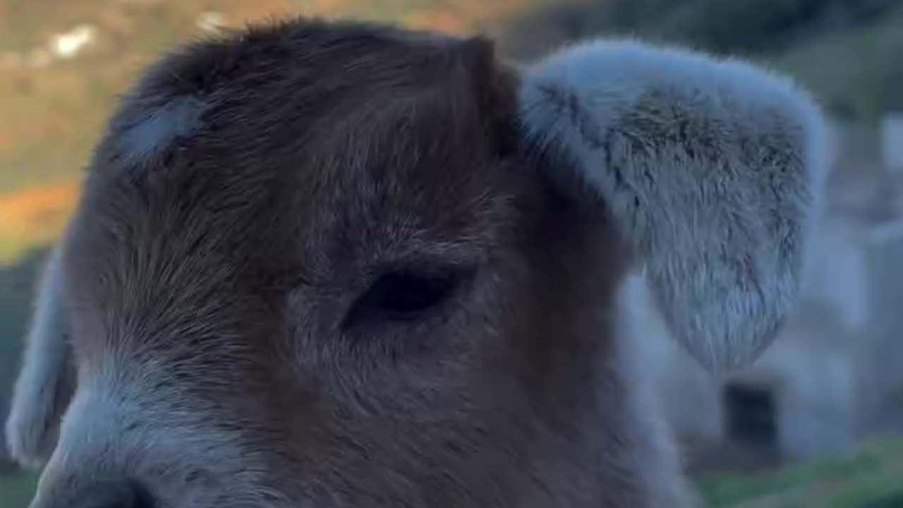 Goat baby and Goat love #goat #goatlove #viral