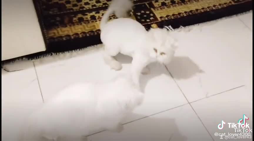 So sweet beautiful cats