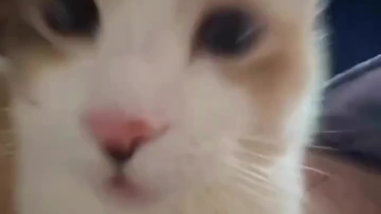 Cat hip hop song