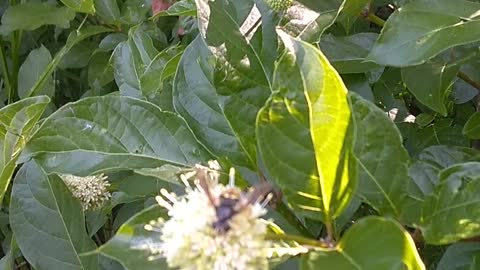 Sugar Shack Buttonbush