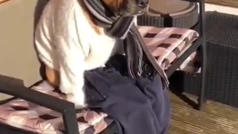 Dog videos _ #shorts