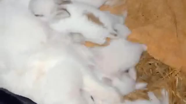 Funny rabbit video/ funny rabbit babies video