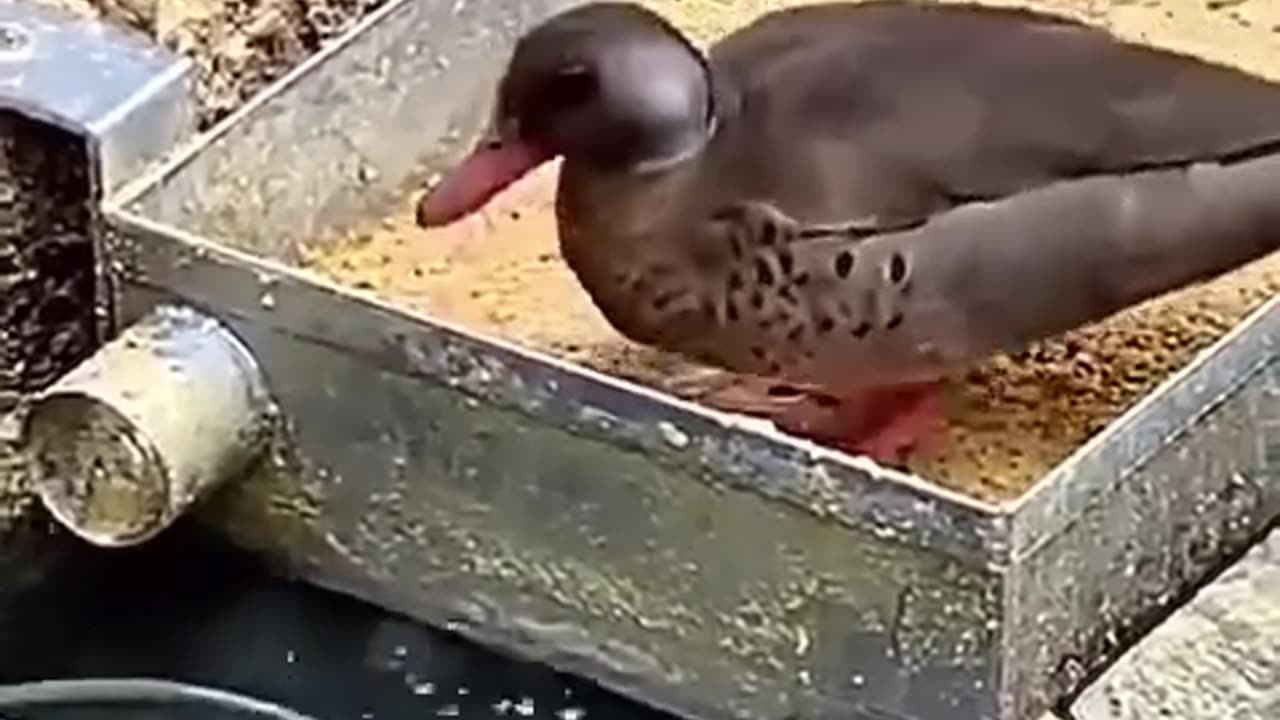 Animals show kindness by taking care of each other ❤️🦆