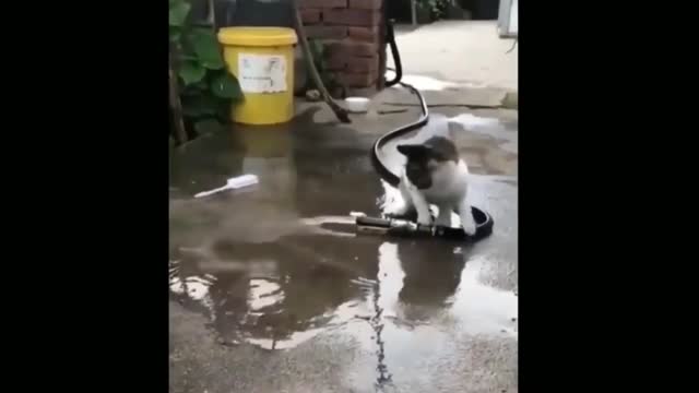 Funny Video of a Cat Playing with a Running Water Hose #shorts