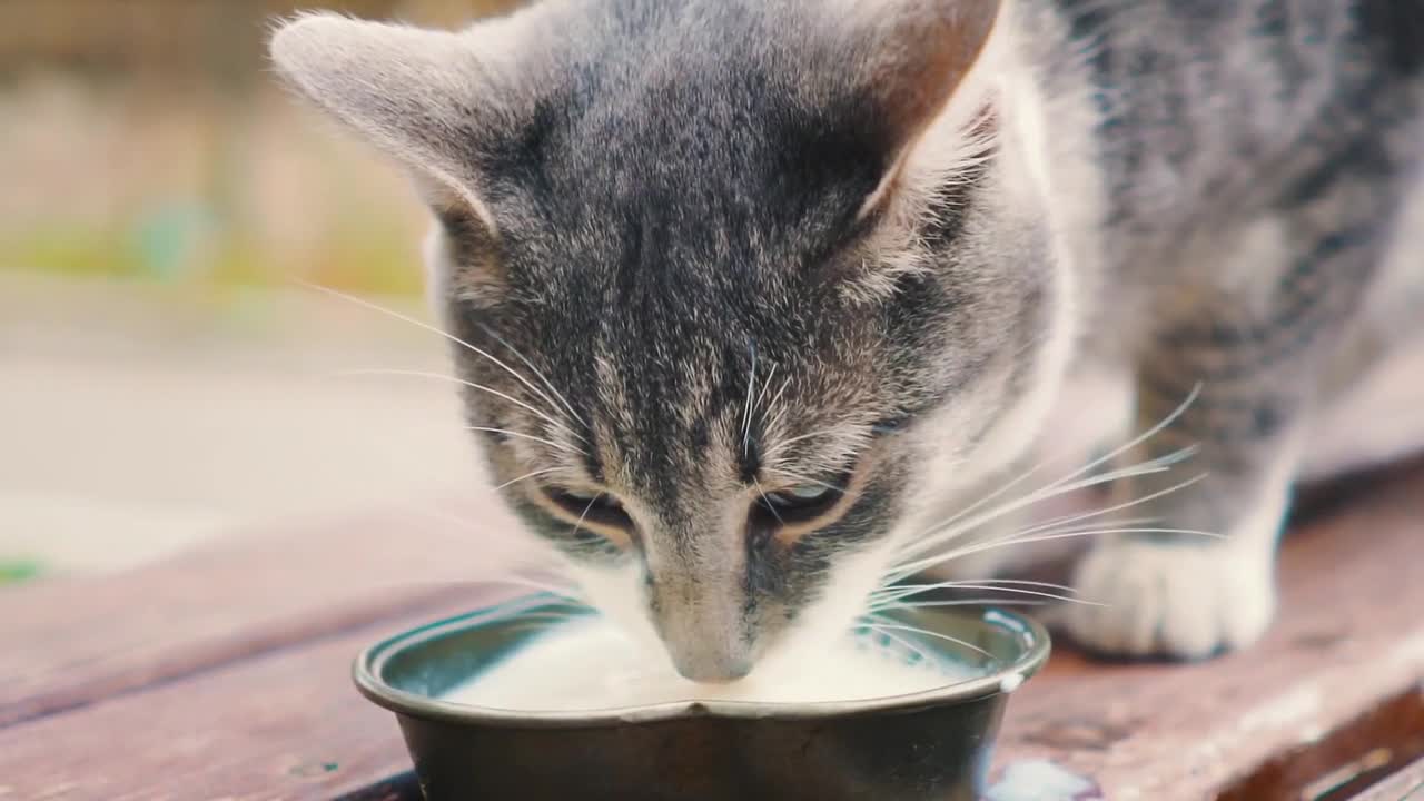 Milk-drinking cat