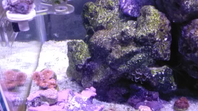 20 gallon saltwater tank