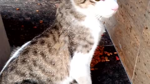 Cat in good mood