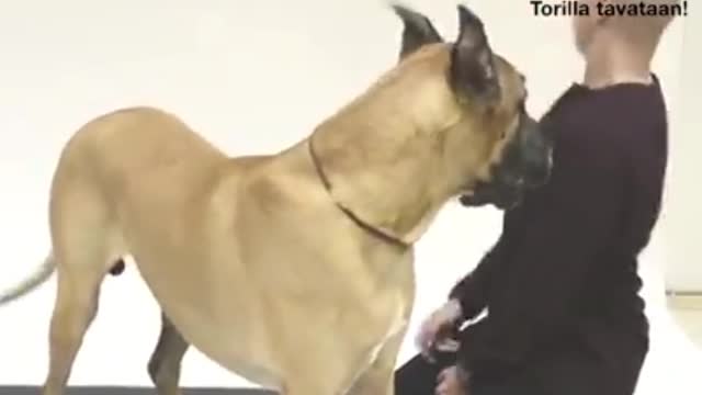 Dogs react to a human barking.