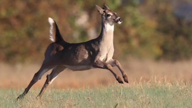 Two lovely antelope