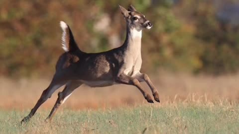 Two lovely antelope