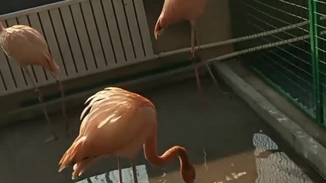 flamingos