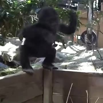 Funny Monkeys make me Happy