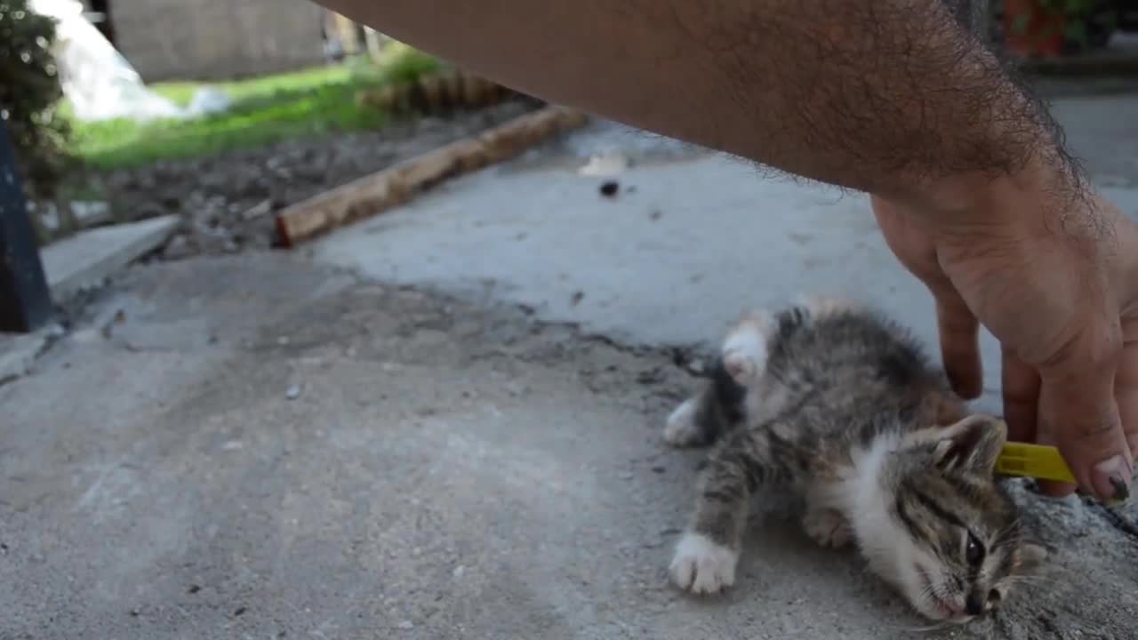 How cats behave control to deactivate