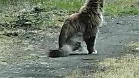 Big Cat like a Lynx