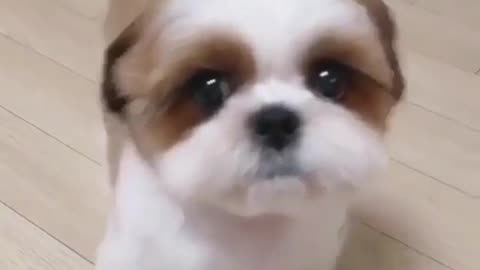 Cornetto