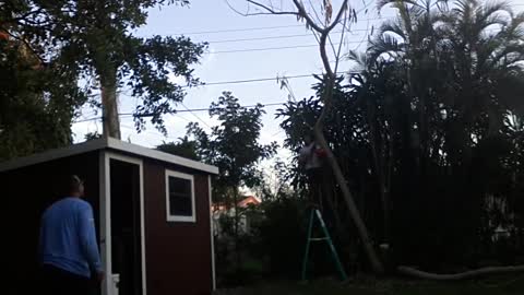 Tree branch hits ladder guy watches