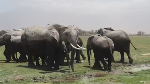 A herd of Elephant Ensures the Young ones a safe