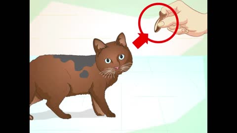 Teach Your Cat to Do Tricks