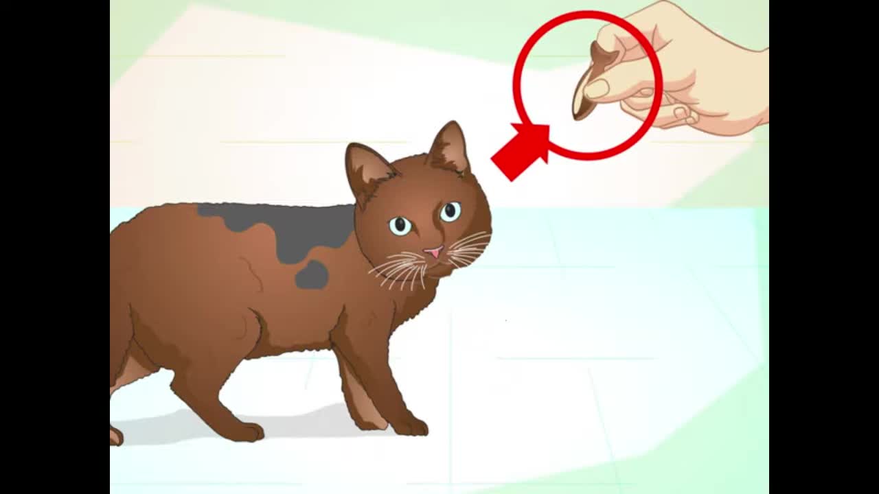 Teach Your Cat to Do Tricks