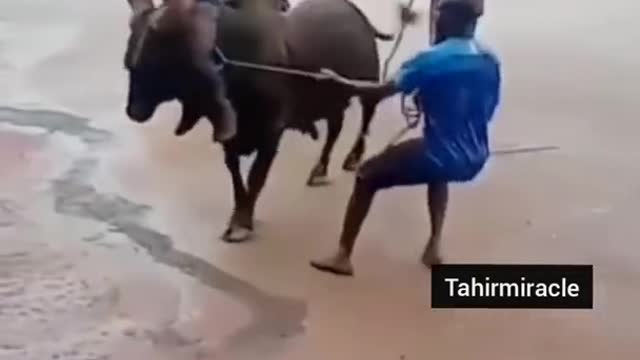 See what cow do very dangerous video
