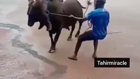 See what cow do very dangerous video