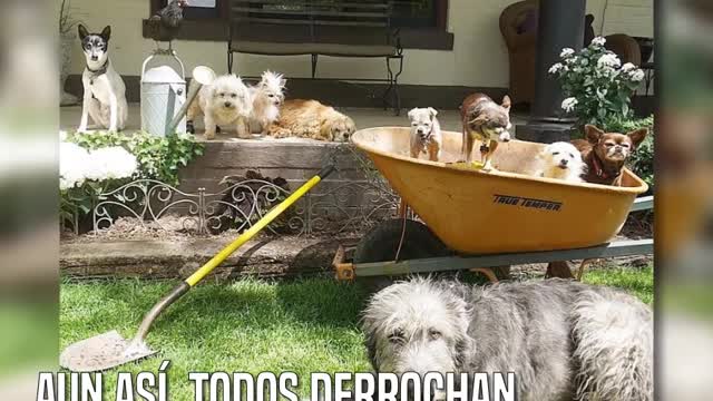 Adoptó a 10 perros ancianos que nadie quería para darles un hogar con amor