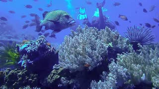 Incredible Dive Spots in Komodo NP