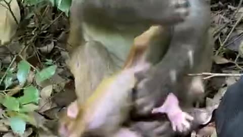 Cute Monkey China & Funny Love