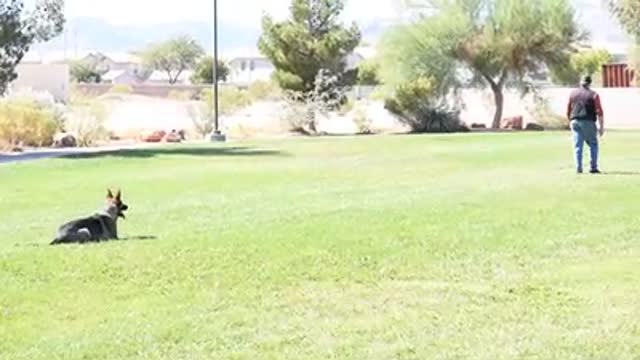 DAVID RIVISTO IPO OBEDIENCE ROUTINE