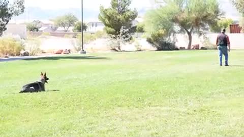 DAVID RIVISTO IPO OBEDIENCE ROUTINE