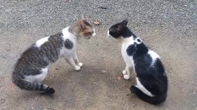 Funny Cat Fight