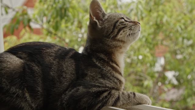 Cat Chilling In The Window And Watching The Outside